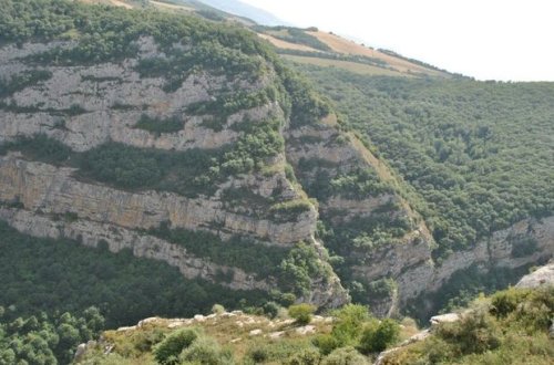Şuşada Topxana meşəsinin bərpasına start verildi