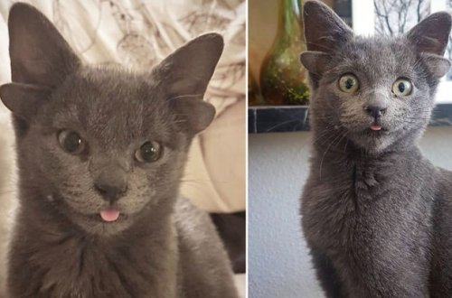 Кот с четырьмя ушами обрел дом и стал звездой соцсетей