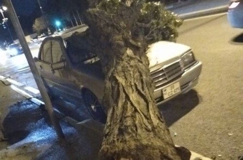В Баку упавшее дерево повредило автомобиль - ФОТО