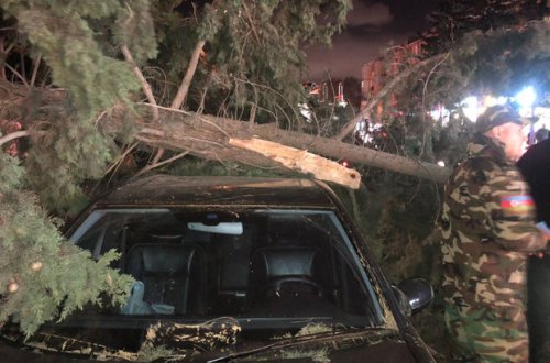 Bakıda 20 metrlik şam ağacı “Mercedes-Benz”in damına aşdı - FOTO/VİDEO