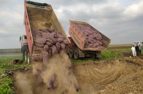 Rusiyadan Azərbaycana gətirilən kartofda zərərverici aşkarlanıb