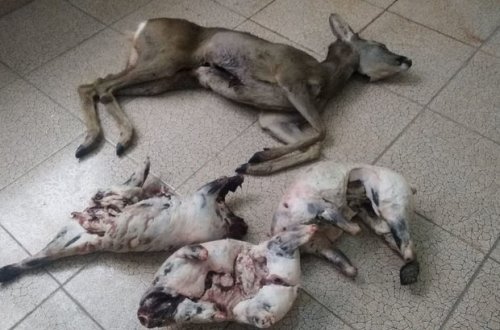 Qanunsuz ovladığı cüyür və porsuqları mağazada satmaq istəyən tutuldu - FOTO