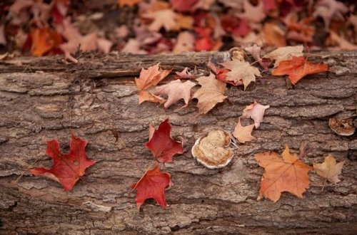 Şənbə gününə olan hava proqnozu