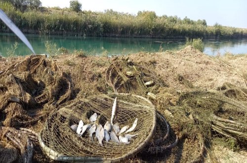 Mingəçevir su anbarında qanunsuz balıq ovu aşkarlanıb