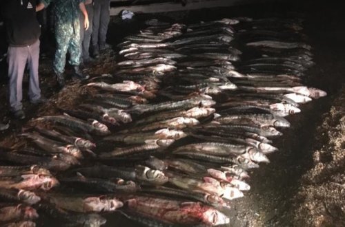 Xəzərdə qanunsuz nərə balığı ovu ilə məşğul olan 20 nəfər saxlanılıb