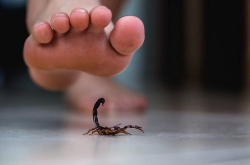 Misirdə 500-dən çox insan əqrəblərin hücumundan zərər çəkib