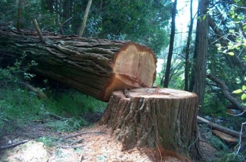 Xırdalanda ağacların qanunsuz kəsilməsinə görə cinayət işi başlanıb