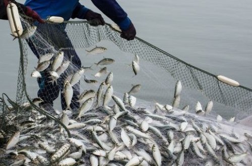 Qanunsuz ov edən şəxslər cəzalandırılıb