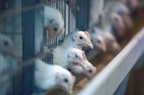 Bir neçə ölkədən Azərbaycana diri quşların tranzitinə müvəqqəti məhdudiyyət qoyulub