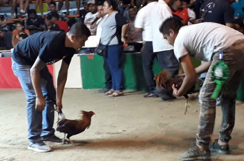 Meksikada xoruz döyüşü izləyənlərə atəş açıldı - Ölənlər və yaralananlar var