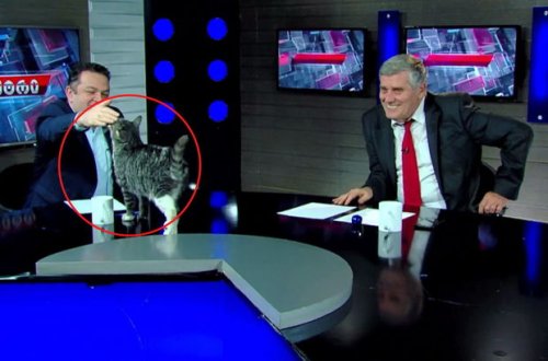 Кот сорвал политическое ток-шоу в Грузии и стал звездой международной прессы - ВИДЕО