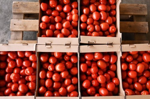 Rusiya Azərbaycanın ixrac etdiyi 17 ton pomidoru geri qaytarıb