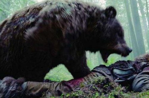 Ayının hücumundan sağ çıxan kişi məktub sayəsində 20 gün sonra tapıldı - FOTO