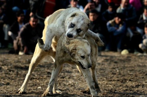 В Гейгельском районе арестовали организаторов собачьих боев - ФОТО