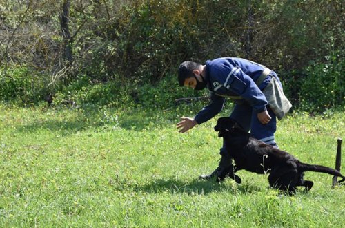 ABŞ Azərbaycana daha səkkiz minaaxtaran it göndərdi