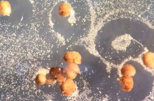 Törəyə bilən canlı robotlar hazırlandı – VİDEO