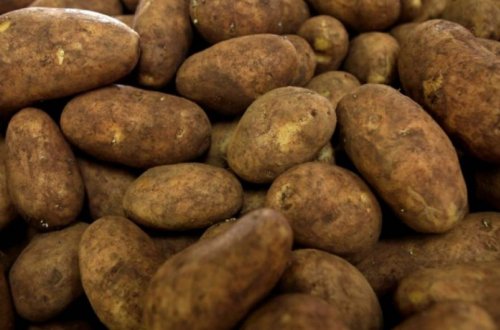 İrandan gətirilən ərzaqlıq kartofda karantin tətbiq edilən zərərverici aşkar olunub