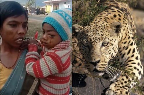 Женщина километр гналась за похитившим ее сына леопардом и спасла ребенка - ВИДЕО