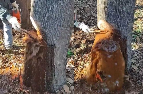 Çürüyən ağacı kəsdilər, gördükləri dəhşətə gətirdi - VİDEO