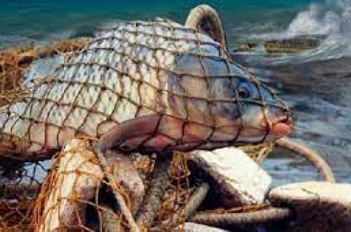 Xəzər dənizi sahillərində qanunsuz ov edənlər cəzalandırılıb