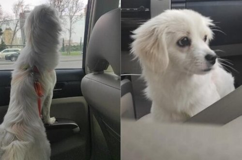 Bakıda taksi çağıran oğlan maraqlı mənzərə ilə qarşılaşdı - FOTOLAR