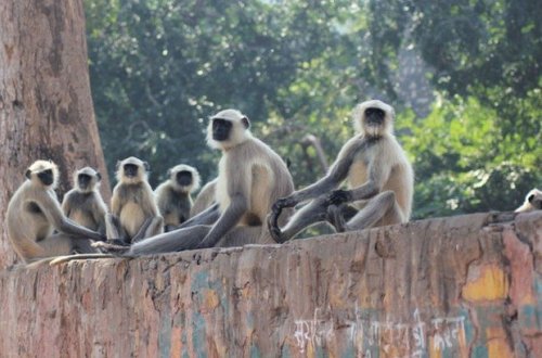 Обезьяны в Индии жестоко отомстили собакам, убив 250 щенков