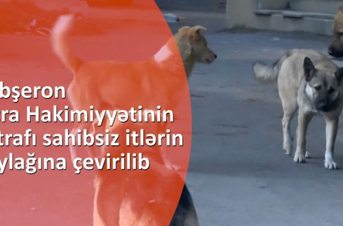 Abşeron İcra Hakimiyyətinin ətrafı sahibsiz itlərin oylağına çevirilib - VİDEO