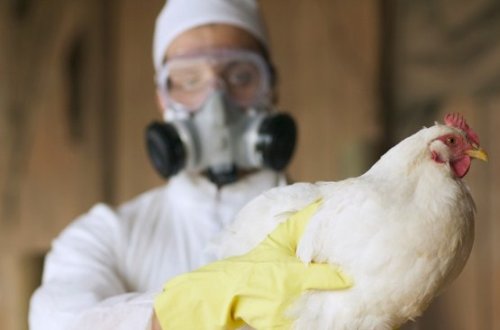 Bolqarıstanda quş qripi epidemiyası qeydə alınıb