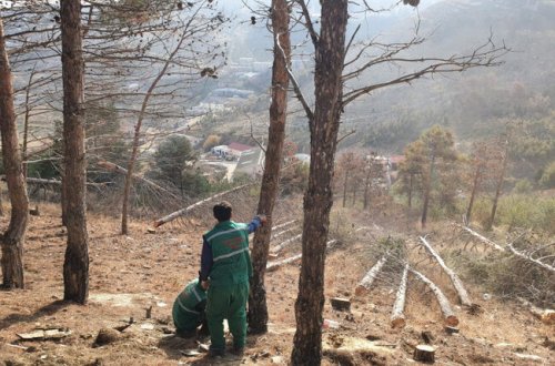 Bakıda 3 mindən çox ağac kəsiləcək - SƏBƏB