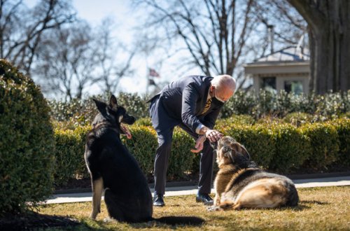 Президент США сообщил, что завел новую немецкую овчарку - ФОТО