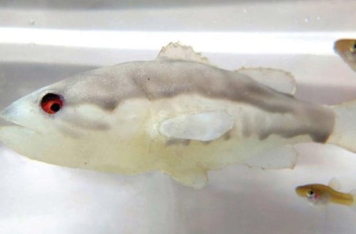 Avstraliyada robot balıqlar vasitəsi ilə yaxşı növləri qoruyacaqlar