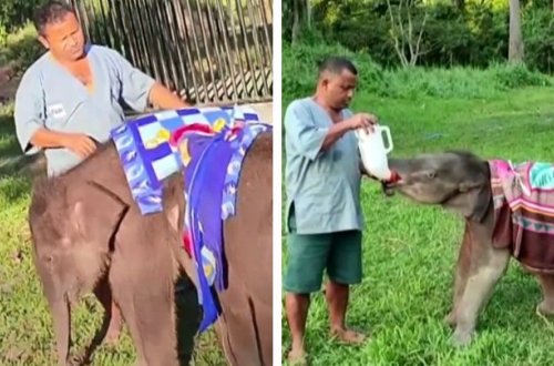 Hindistanda nadir heyvan balalarının soyuqdan qoruması üçün maraqlı addım - FOTO/VİDEO