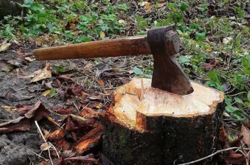 Ağacları qanunsuz kəsdiyinə görə şirkətə cinayət işi açılıb