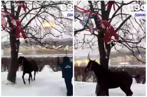 Moskvada ağacdan asılıb qalmış Şaxta baba xilas edildi - VİDEO