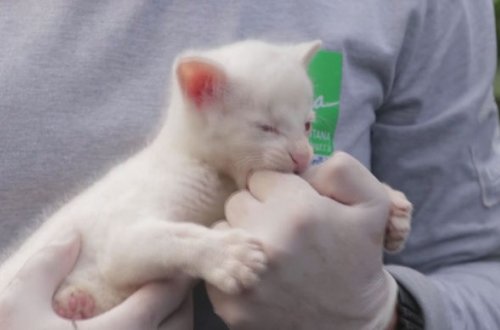 Kolumbiyada nadir heyvan xilas edildi - VİDEO