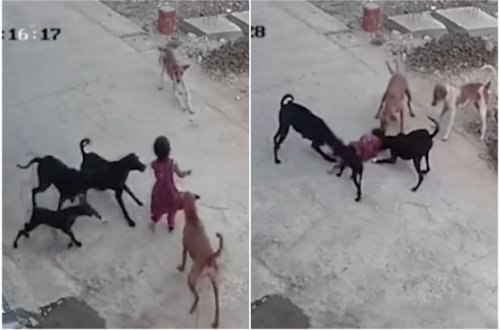 Hindistanda küçə itləri dörd yaşlı qıza hücum etdi – VİDEO