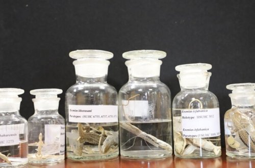 İranda sürünənlərin 5 yeni növü aşkarlanıb