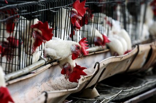 Diri quşların Azərbaycan ərazisindən tranzitinə müvəqqəti məhdudiyyət tətbiq olunub