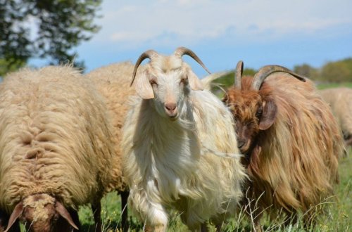 Azərbaycanda qoyun və keçilərin güzəştli sığortası başlayıb