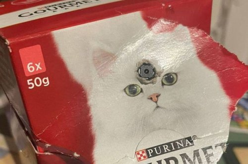 Britaniyalı pişik yemi qutusunda gizli kamera tapdı