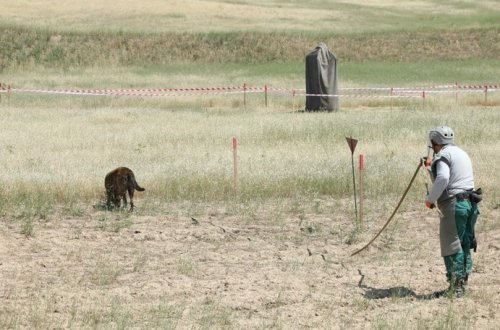 ANAMA daha 30 minaaxtaran it alacaq