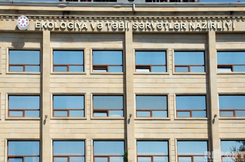 Adı qırmızı kitaba düşən ağaclar odun kimi yandırılır - FOTOFAKT