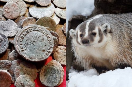 Ac porsuq təsadüfən qədim Roma sikkələrinin xəzinəsini tapdı - FOTO