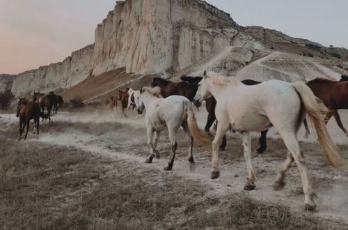 Rusiyada 53 at güllələnib – VİDEO