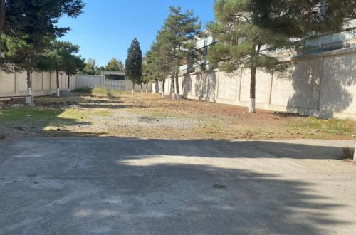 Eks deputat ağacları kəsdirdi, İDEA nəzarətə götürdü (FOTOLAR)