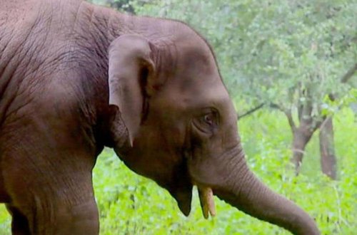 Qəzəblənən fil sərnişin avtobusunun pəncərəsini sındırdı - VİDEO