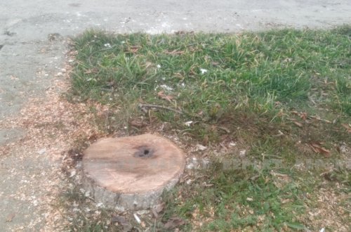 Şabranda parkın həyətindəki ağacları gecə kəsiblər