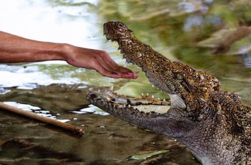 Мужчина голыми руками отбился от трех крокодилов и убил одного из них