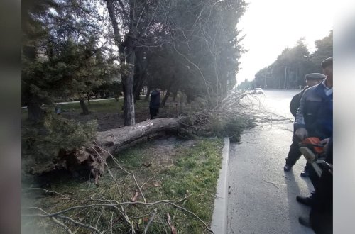 Mingəçevirdə küləyin FƏSADLARI: 20-dən çox ağac aşdı – FOTO/VİDEO
