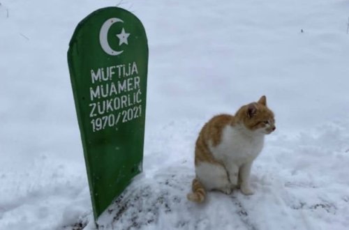 Vəfalı pişik iki aydan çoxdur sahibinin məzarı üzərində oturub